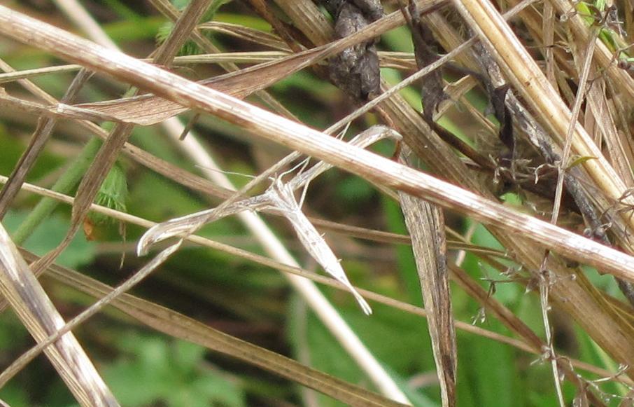 Pterophoridae da ID